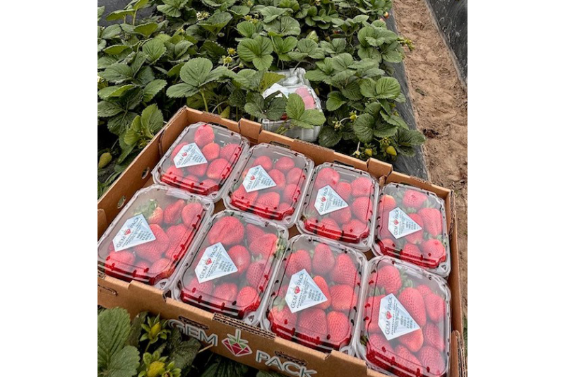 Gem-Pack Berries looking good for summer berry supply - The Packer